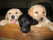 Yellow and black Labrador Retriever puppies.Text(508)470-0262