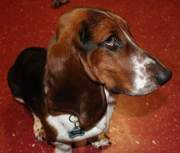 Male Basset Hound