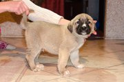 Anatolian shepherd dog (kangal)