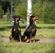  Puppies German Pinscher