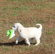 Golden retriever puppies for sale