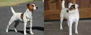 British Grit Jack Russell Terriers 