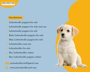 Labradoodle Puppies for Sale,  Labradoodle Dogs for Adoption 