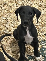 Great Dane Puppies For Sale