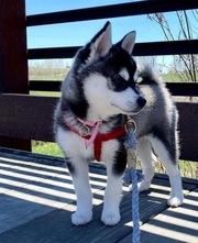 Alaskan Klee Kai Puppies For Sale