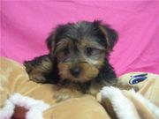 male and female yorkie puppies for adoption