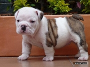 adorable english bulldog for a good home 