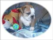 Cute english bulldog for free adoption