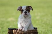 Gorgeous English Bulldogs for sale