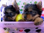  Marvelous tea cup Yorkie