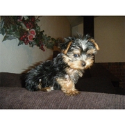  Two Gorgeous Yorkie Puppies For Adoption