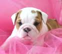 excellent english bulldog puppies 