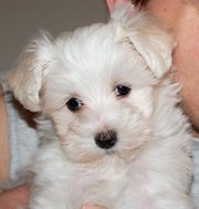 Top Quality Teacup Maltese Puppies For Good Homes