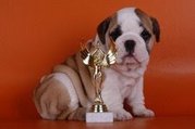 ENGLISH BULLDOG PUPPIES FOR ADOPTION - 13 WE