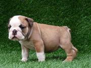 Two Cute English Bulldog Puppies for Free Adoption