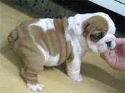 A.K.C English Bulldog Puppies For Free Adoption