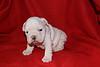 english bulldog puppy for free adoption