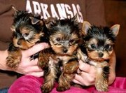 Talanted teacup yorkie puppies for free adoption