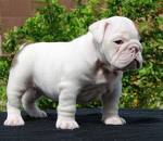  English bulldog puppies for free adoption