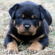 Looks Like a Mini Rottweiler  - 3 pounds 