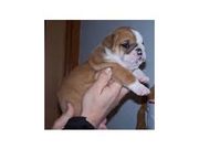 AKC PURE ENGLISH BULLDOG PUPPIES FOR SALE