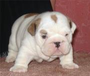 English bulldog puppies for adoption