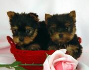  Tea-Cup Yorkie Puppies For Adoption(tracymoorgan@yahoo.com) 