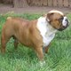 Cute  English Bulldog Puppies For  Loving Homes