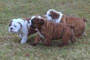 AKC Reg English Bulldog Puppies