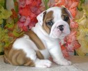  cute bulldog puppies for adoption 