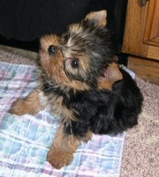 50$ Adorable Tea Cup Yorkie Puppies. 