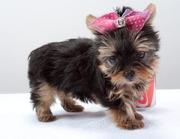 YORKIE PUPPIES FOR FREE ADOPION brenda_jill@yahoo.com