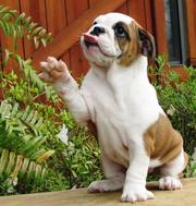 TWO ENGLISH BULLDOG PUPPIES FOR ADOPTION