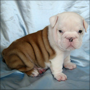 Beautiful AKC English Bulldog Puppies for adoption.