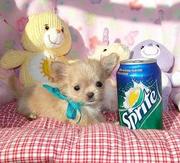 precious blue cream micro tea cup chihuahua puppy