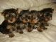 Elegant Teacup Yorkie Puppies For Free Adoption