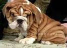  Cute English bulldog puppies for free adoption