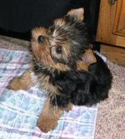 Yorkie Puppies For Free Adoption.