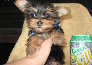 adorable yorkshire terrier puppies ready