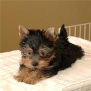 Adorable Male And Female Yorkie Puppies Ready For A New Home