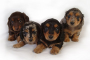 AKC Minature Dachshunds