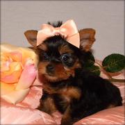 Gorgeous Yorkshire Terrier (teacup)