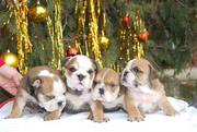  CUTE PURE BREED ENGLISH BULLDOG PUPPIES