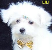 Cute Maltese puppies for adoption