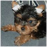 Sweat Yorkie Puppies For Free Adoption