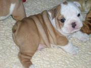 Cute English bulldog puppies available