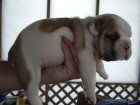 Cute and Adorable English Bulldog Puppies