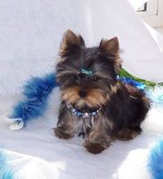 Cute Teacup Yorkie Puppies For Free Adoption