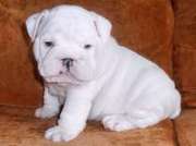 SWEET ENGLISH BULLDOG PUPPIES