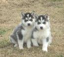 Siberian Husky puppies